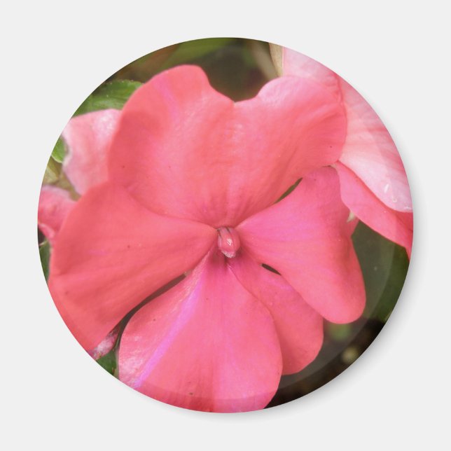 Rosa Impatiser Flower Macro Magnet (Framsidan)