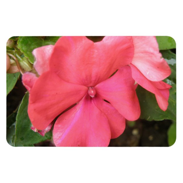 Rosa Impatiserar Flower Macro Premium Magnet (Horisontell)