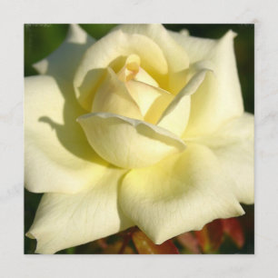 Rosa inbjudan för elfenben