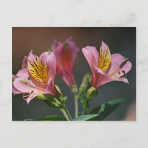 Rosa Inca Lily blommor och innebörd Vykort