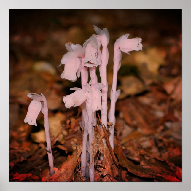 Rosa Indian Pipe Ghost Flower Poster (Framsidan)