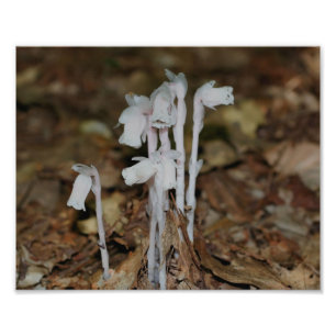 Rosa Indian Pipe Mushroom Flowers Fototryck