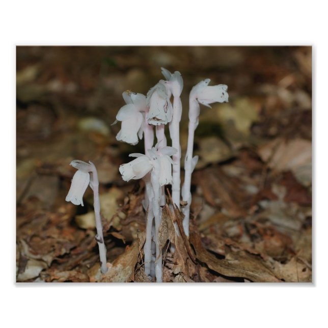 Rosa Indian Pipe Mushroom Flowers Fototryck (Framsidan)