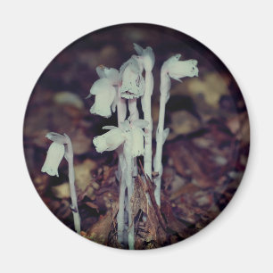 Rosa Indian Pipe Vildblommor Natur Magnet