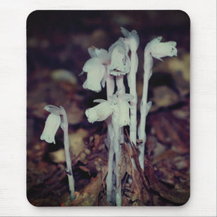 Rosa Indian Pipe Wildblomsvampnaturen Musmatta