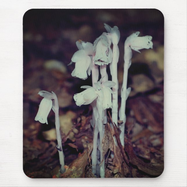 Rosa Indian Pipe Wildblomsvampnaturen Musmatta (Framsidan)