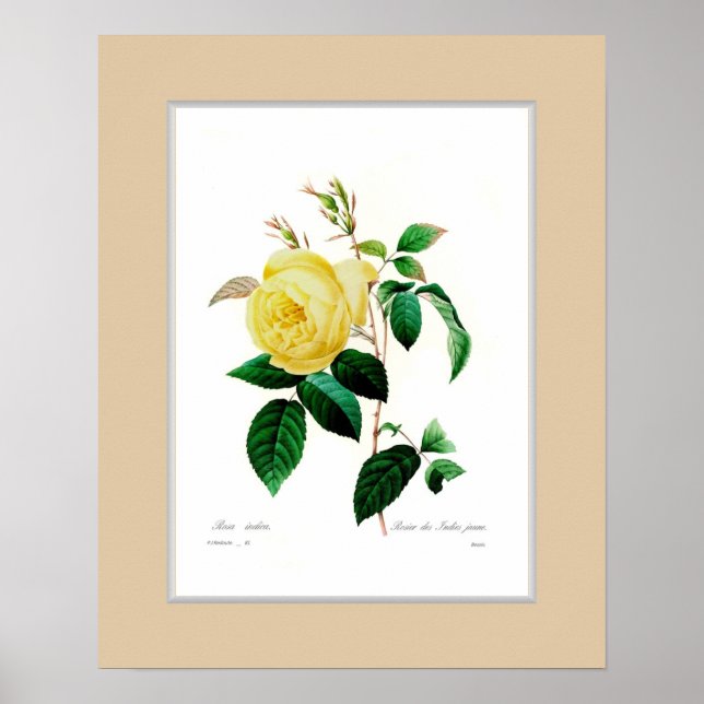 Rosa indica,Anpassningsbar gräns Poster (Framsidan)