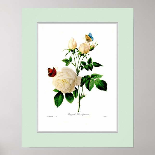 Rosa indica,Anpassningsbar gräns Poster (Framsidan)