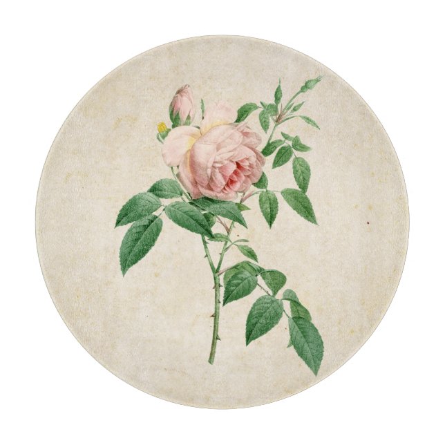 Rosa indica fragrans botaniska illustration (Framsidan)