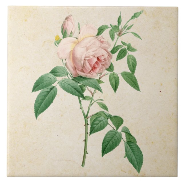 Rosa indica fragrans botaniska illustration kakelplatta (Framsidan)