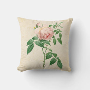 Rosa indica fragrans botaniska illustration kudde