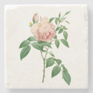 Rosa indica fragrans botaniska illustration stenunderlägg