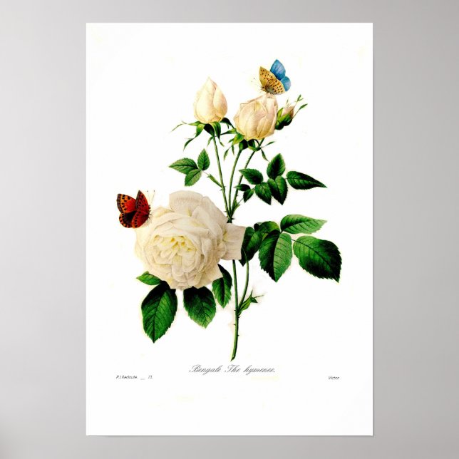 Rosa indica poster (Framsidan)