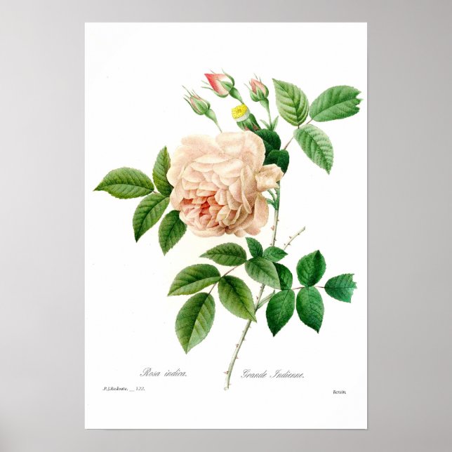 Rosa indica poster (Framsidan)