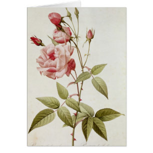 Rosa Indica Vulgaris, från 'Les ro Hälsningskort
