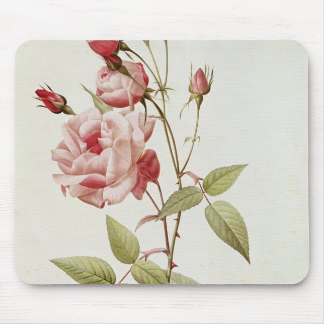 Rosa Indica Vulgaris, från 'Les ro Musmatta (Framsidan)