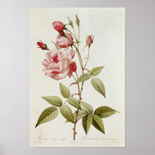 Rosa Indica Vulgaris, från 'Les ro Poster