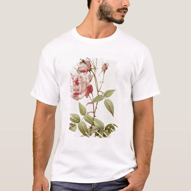 Rosa Indica Vulgaris, från 'Les ro Tröja (Framsida)