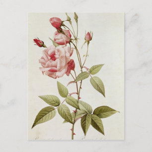Rosa Indica Vulgaris från "Les Ro Vykort