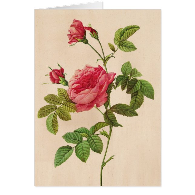 Rosa Inermis, Pierre Joseph Redouté Hälsningskort (Framsidan)