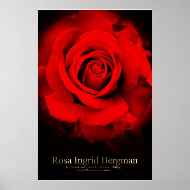 Rosa Ingrid Bergman: Affisch (Framsidan)