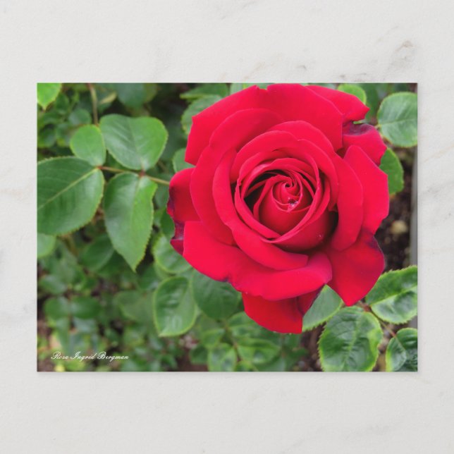 Rosa Ingrid Bergman Vykort (Framsida)