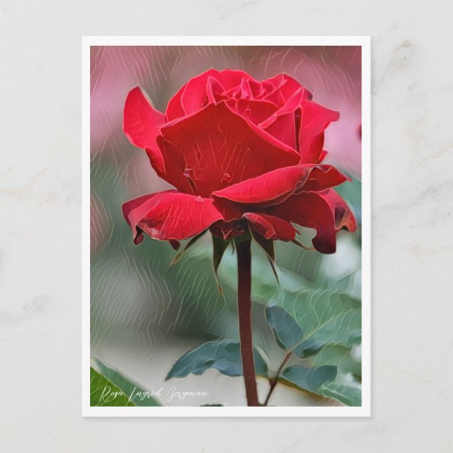 Rosa Ingrid Bergman Vykort (Framsida)