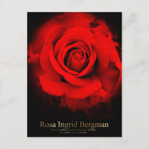 Rosa Ingrid Bergman:vykort Vykort