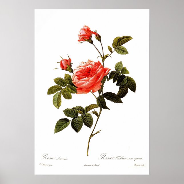 Rosa intermis poster (Framsidan)
