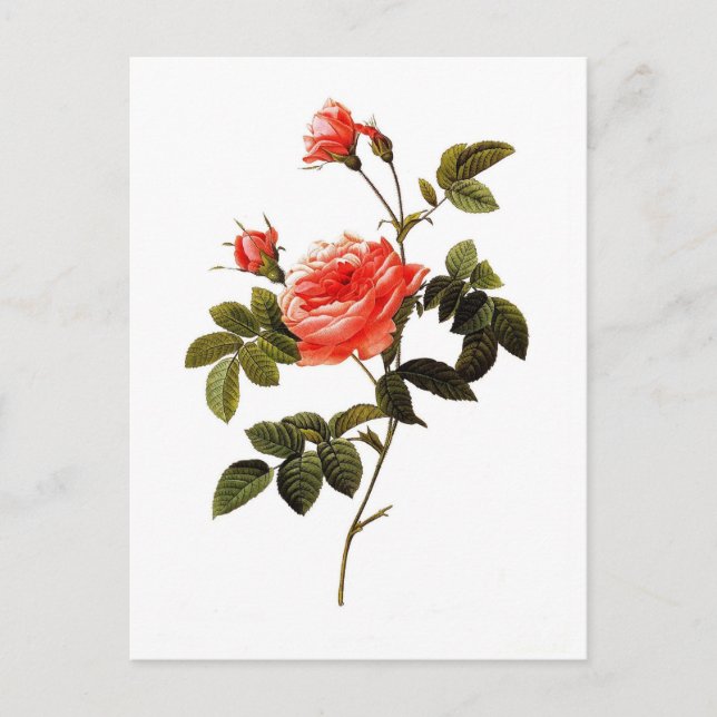 Rosa intermis vykort (Framsida)