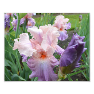Rosa Iris 10-tums x8-fotoutskrift Fototryck