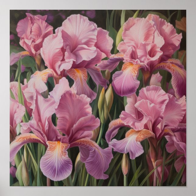 Rosa Iris Blomma Konsttryck Poster (Framsidan)