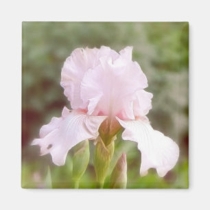 Rosa Iris - fåfänga Magnet