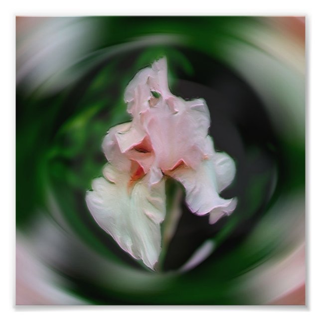 Rosa Iris Flower Abstrakt Art 8x8 Fototryck (Framsidan)