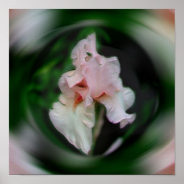 Rosa Iris Flower Abstrakt Art Poster
