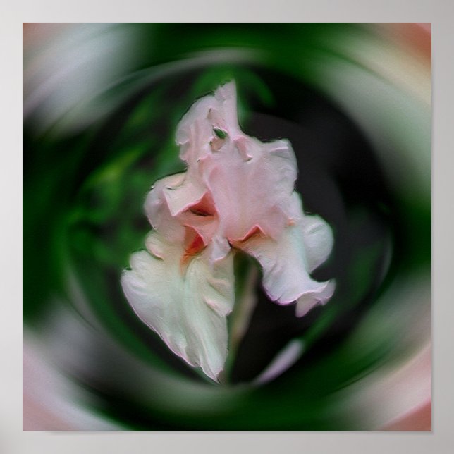 Rosa Iris Flower Abstrakt Art Poster (Framsidan)