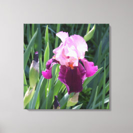 Rosa Iris Flower Canvas, sol-kyld Canvastryck