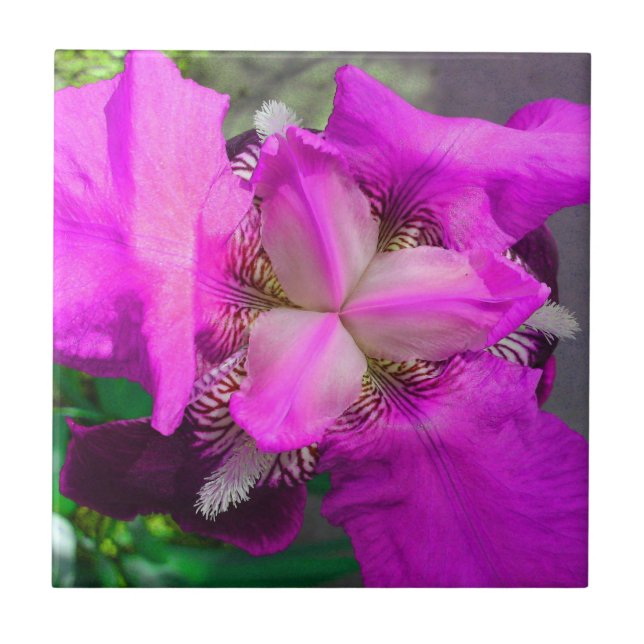 Rosa Iris Flower Tile Kakelplatta (Framsidan)