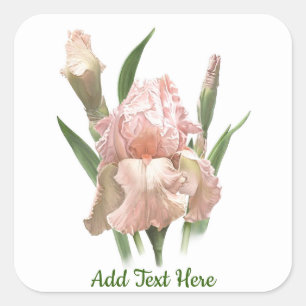  Rosa Iris Fyrkantigt Klistermärke