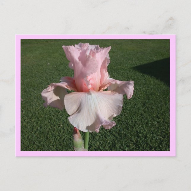 Rosa Iris Vykort (Framsida)