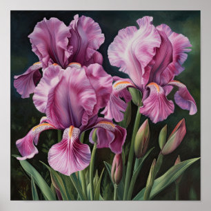 Rosa Irises Flower Art Print Poster