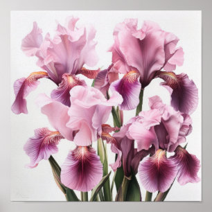 Rosa Irises Flower Art Print Poster