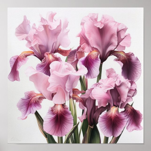 Rosa Irises Flower Art Print Poster (Framsidan)
