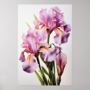 Rosa Irises Flower Art Print Poster