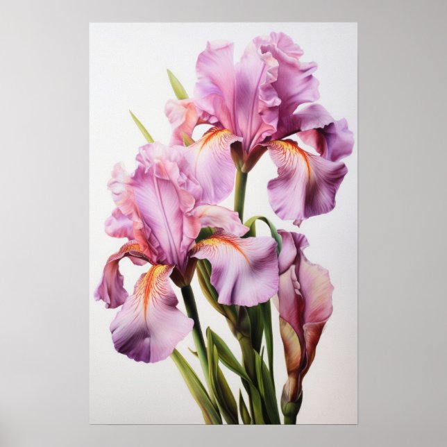 Rosa Irises Flower Art Print Poster (Framsidan)