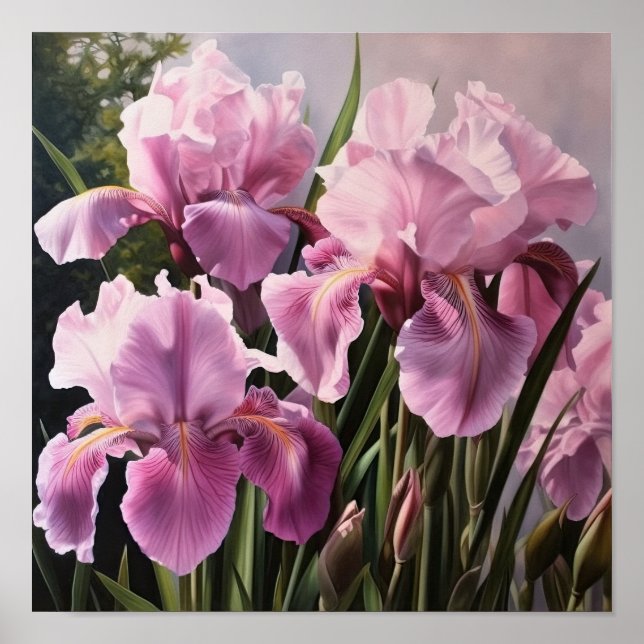 Rosa Irises Flower Art Print Poster (Framsidan)