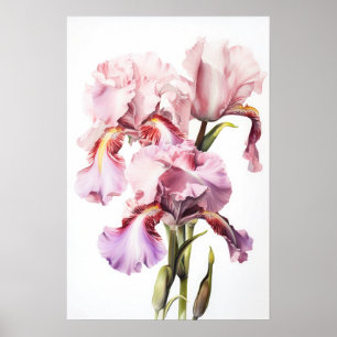 Rosa Irises Flower Art Print Poster