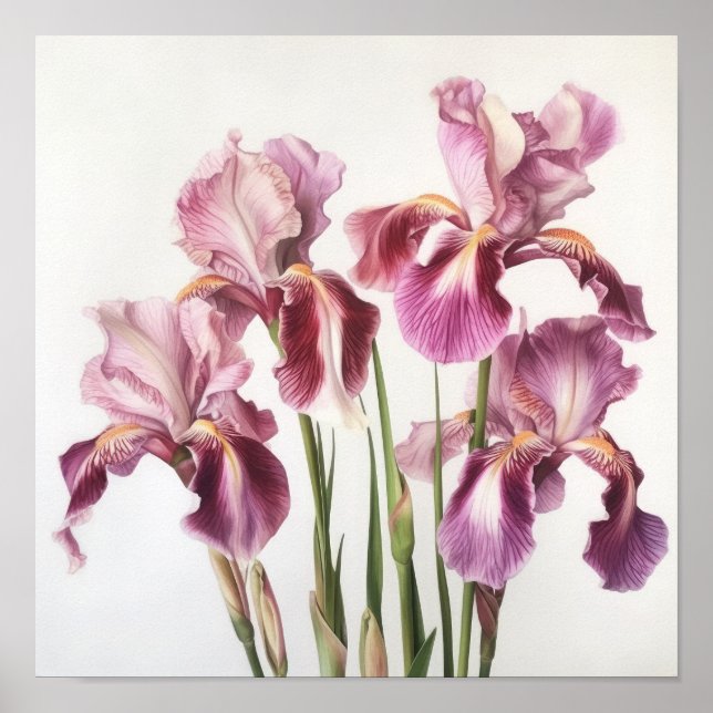 Rosa Irises Flower Art Print Poster (Framsidan)