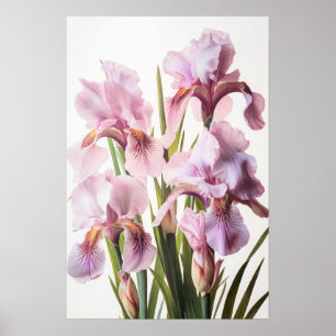 Rosa Irises Flower Art Print Poster
