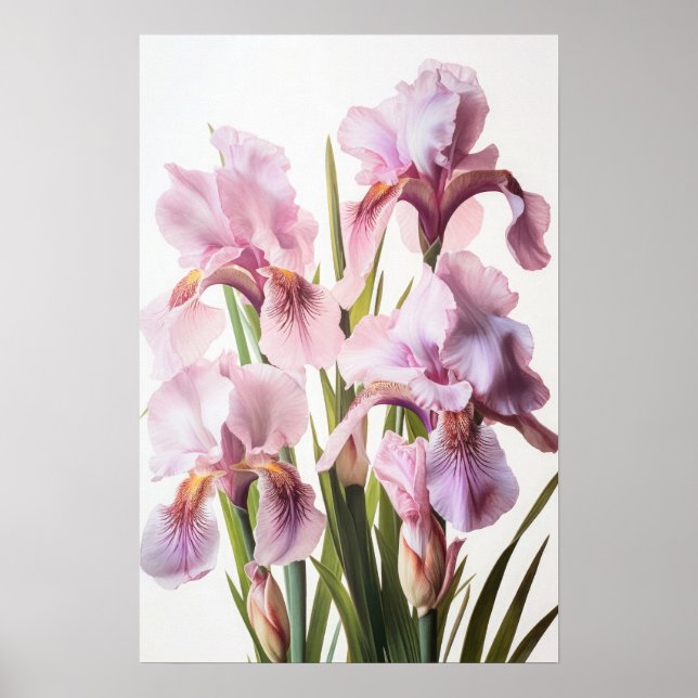 Rosa Irises Flower Art Print Poster (Framsidan)